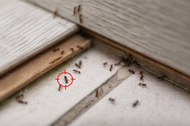 Best Ant Control Services  in Tornado, WV