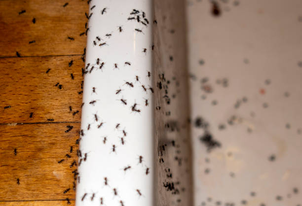 Best Local Pest Control Services  in Tornado, WV